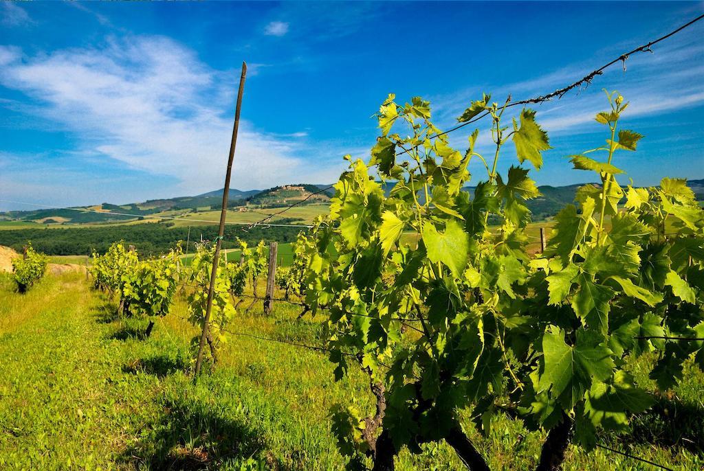 Agriturismo Il Canterino Guardistallo Eksteriør billede