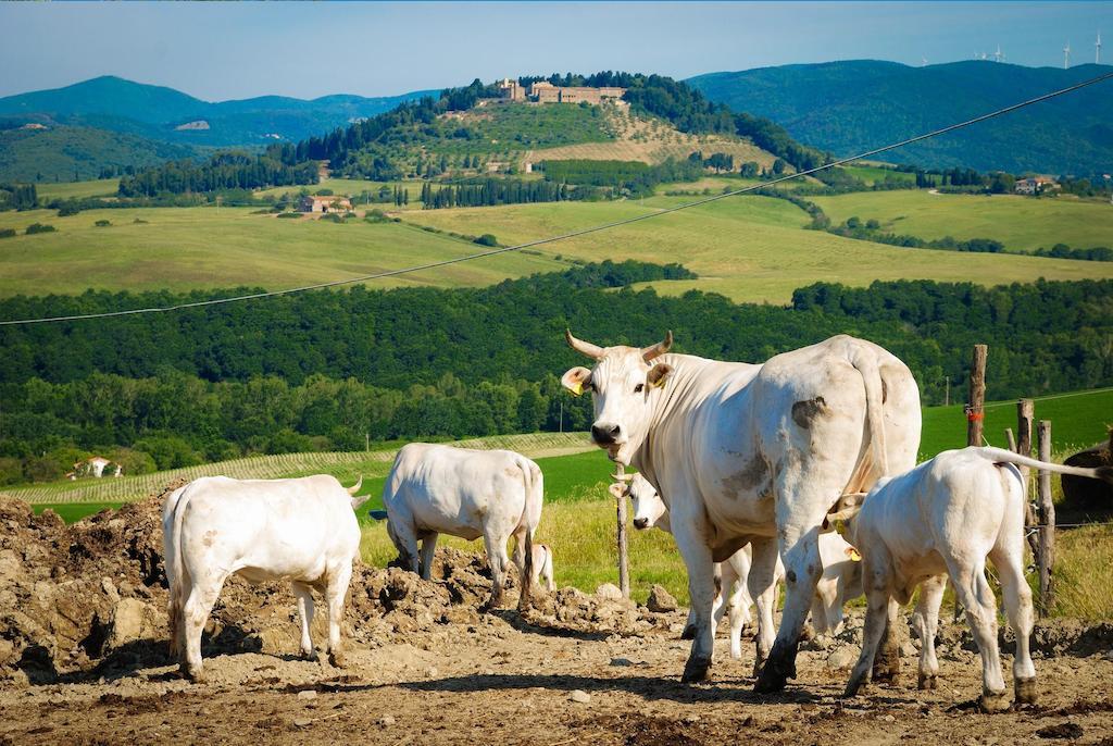 Agriturismo Il Canterino Guardistallo Eksteriør billede
